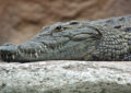 Enfant jeté aux crocodiles dans un zoo anglais du Cambridgeshire