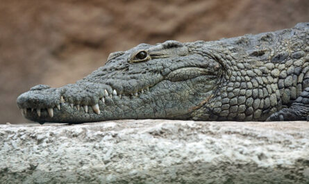 Enfant jeté aux crocodiles dans un zoo anglais du Cambridgeshire