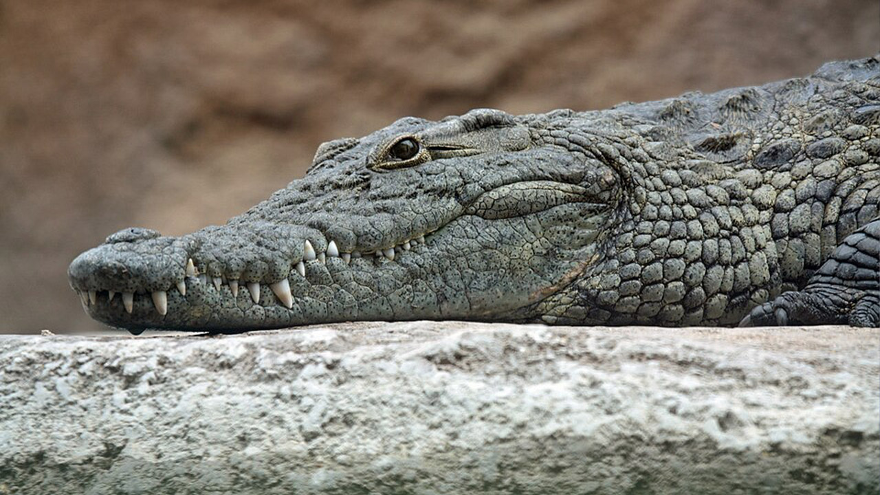 Enfant jeté aux crocodiles dans un zoo anglais du Cambridgeshire